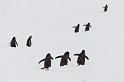 137 Antarctica, Danco Island, ezelspinguins